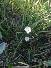 Convolvulus arvensis