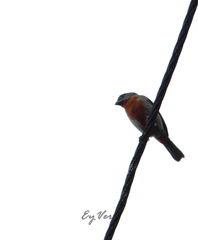 Sporophila castaneiventris