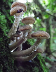 Armillaria fuscipes