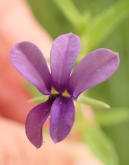 Monopsis stellarioides