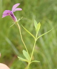 Monopsis stellarioides
