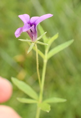 Monopsis stellarioides