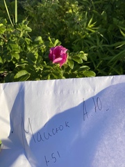 Rosa rugosa