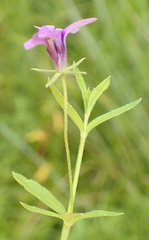 Monopsis stellarioides