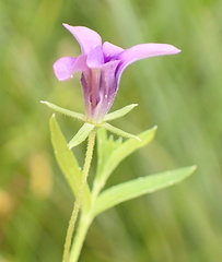 Monopsis stellarioides