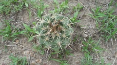 Coryphantha ottonis