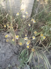 Tripleurospermum inodorum