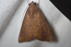 Anomis illita