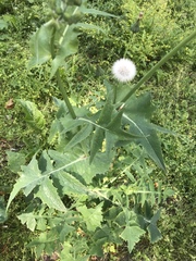 Sonchus oleraceus
