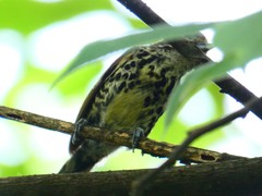 Picumnus innominatus