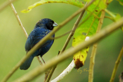 Volatinia jacarina