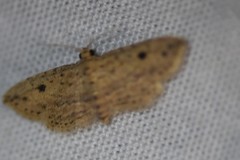 Sigela eoides