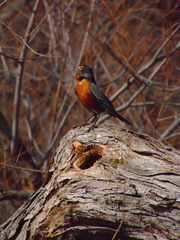 Turdus migratorius