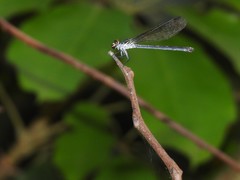 Euphaea decorata