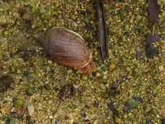 Ellobium