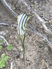 Pterostylis dolichochila