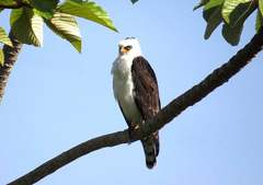 Spizaetus melanoleucus