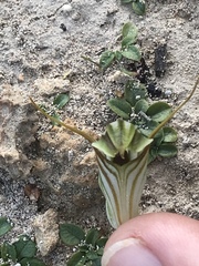 Pterostylis dolichochila