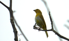Sicalis flaveola