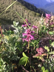 Pedicularis refracta transmorrisonensis