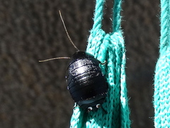 Nyctibora tetrasticta