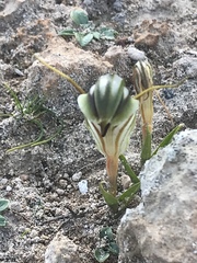 Pterostylis dolichochila