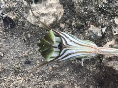 Pterostylis dolichochila
