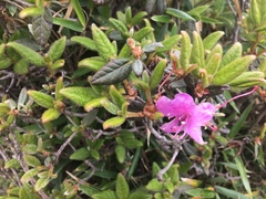 Rhododendron rubropilosum taiwanalpinum