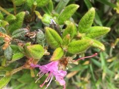 Rhododendron rubropilosum taiwanalpinum