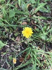 Scorzoneroides autumnalis