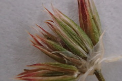 Juncus rugulosus