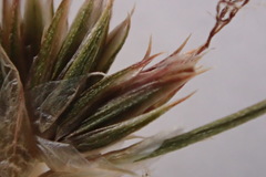 Juncus rugulosus