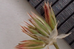 Juncus rugulosus