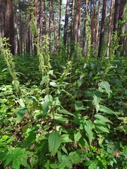 Urtica dioica