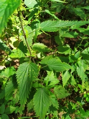 Urtica dioica