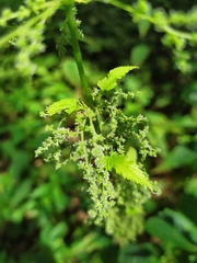 Urtica dioica