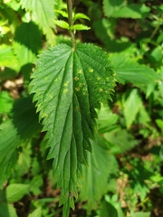 Urtica dioica