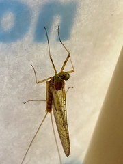 Stenacron interpunctatum interpunctatum