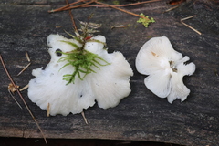 Pleurotus calyptratus
