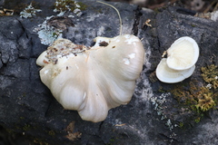 Pleurotus calyptratus