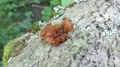 Phaeotremella foliacea