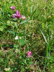 Trifolium lupinaster