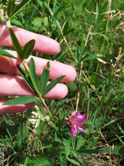 Trifolium lupinaster