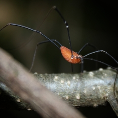 Leiobunum calcar