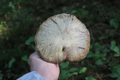 Suillus placidus