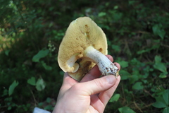 Suillus placidus