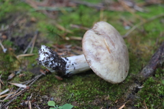 Suillus placidus