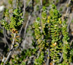 Euryops sulcatus