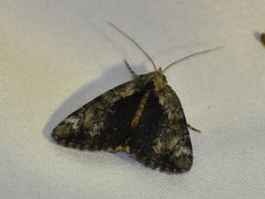 Catocala minuta