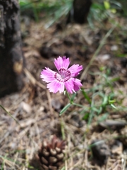 Dianthus chinensis